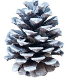 Another pine cone