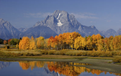 The Biochemistry Of Autumn Colors | World Science Festival