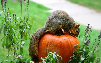 Canadian Wildlife Federation: Can I leave my jack-o’-lantern outside for the squirrels to eat?