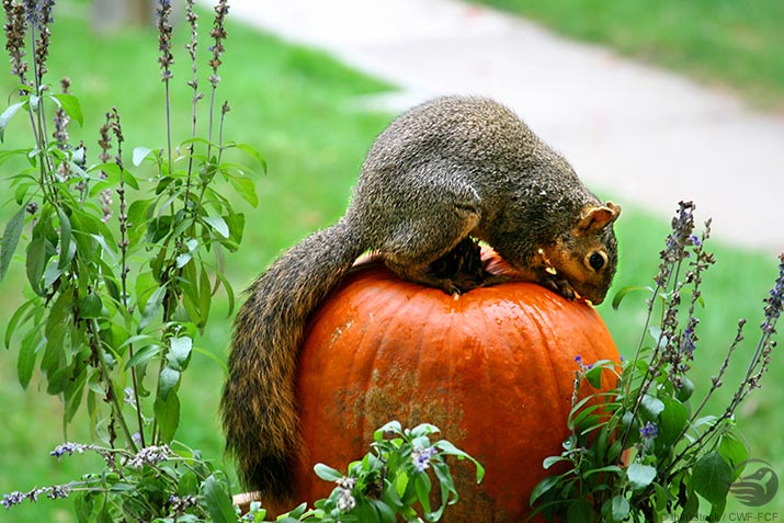 Canadian Wildlife Federation: Can I leave my jack-o’-lantern outside for the squirrels to eat?
