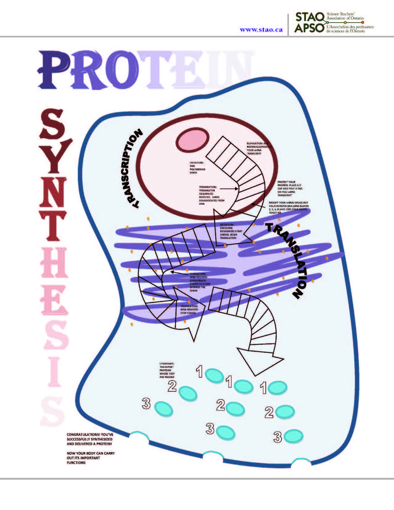 protein_syn_game