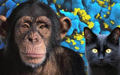 Might the Keys to an AIDS Cure Be Found in Monkeys or Cats? – World Science Festival