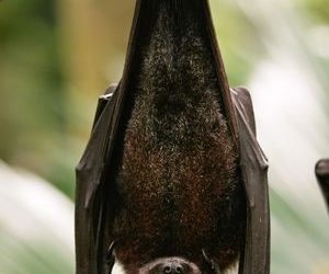 Why don’t bats get dizzy?