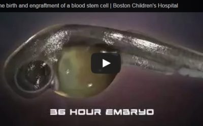 The birth and engraftment of a blood stem cell | Boston Children’s Hospital