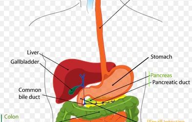 Mapping Your Organs and Mystery Meat