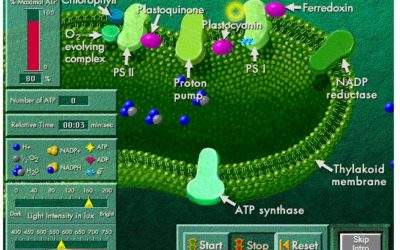 Light and the Rate of Photosynthesis – A Lab Simulation
