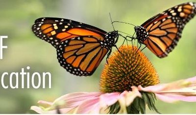Build a wild space for monarchs with your classroom!