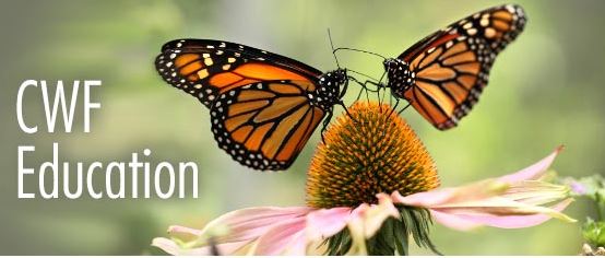Build a wild space for monarchs with your classroom!