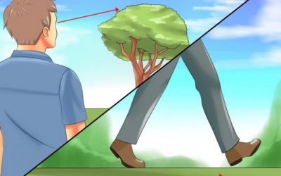 Angle Relationships and Tree Height