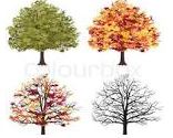 Tree in different seasons