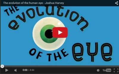 The evolution of the human eye  –  TED Ed