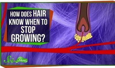 How Does Hair Know When to Stop Growing?