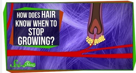 How Does Hair Know When to Stop Growing?