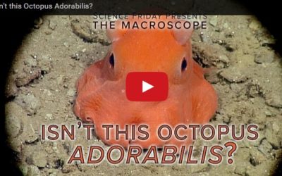 Isn’t this Octopus Adorabilis?