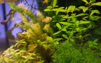Teacher Demonstration: Carbon Use by an Aquatic Plant