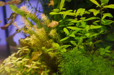 34418837 - planted aquarium with fish, tropical plant underwater for decoration