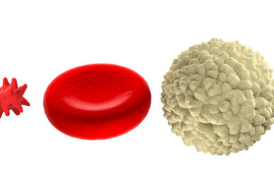 Teacher Demo/Student Activity: Limit to Cell Size