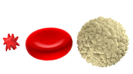 41800307 - main blood cells in scale isolated on white background