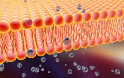 Teacher Demo: Osmosis Across a Semi-permeable Membrane