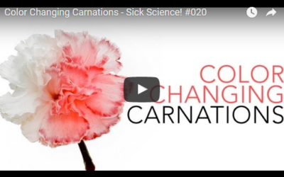 Colour Changing Carnations – Sick Science! #020