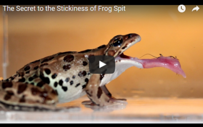 The Secret to the Stickiness of Frog Spit