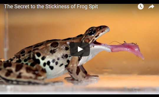 The Secret to the Stickiness of Frog Spit