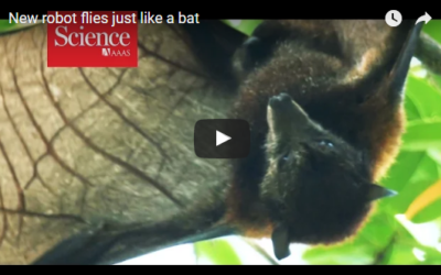 New robot flies just like a bat