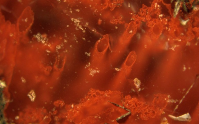 World’s Oldest Microfossils in Canada