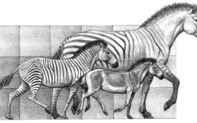 How Did Horses Evolve?