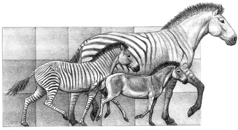 How Did Horses Evolve?