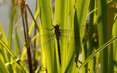 Female dragonflies fake sudden death to avoid male advances | New Scientist