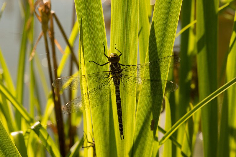 Female dragonflies fake sudden death to avoid male advances | New Scientist