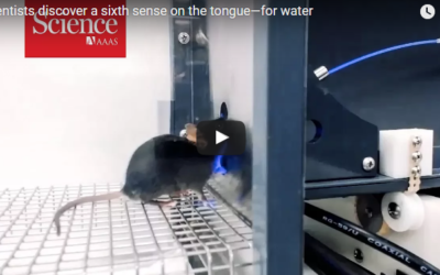 Scientists discover a sixth sense on the tongue—for water | Science | AAAS