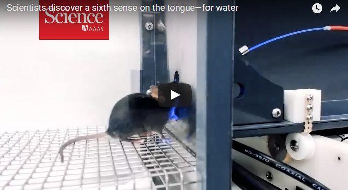 Scientists discover a sixth sense on the tongue—for water | Science | AAAS