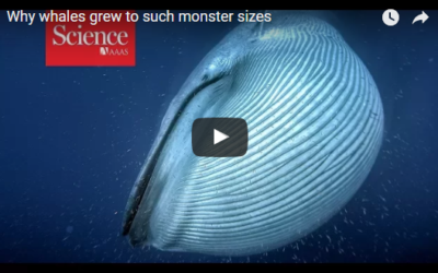 Why whales grew to such monster sizes