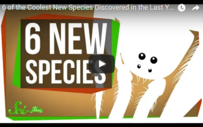 6 of the Coolest New Species Discovered in the Last Year