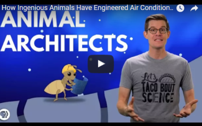 How Ingenious Animals Have Engineered Air Conditioning