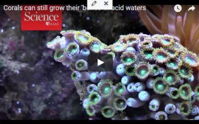 Corals can still grow their ‘bones’ in acid waters
