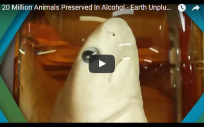 20 Million Animals Preserved In Alcohol – Earth Unplugged