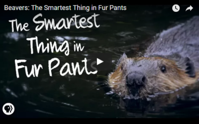 Beavers: The Smartest Thing in Fur Pants