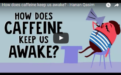 How does caffeine keep us awake? – Hanan Qasim TED-Ed
