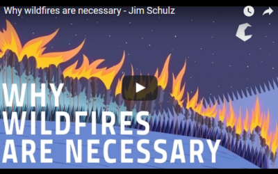 Why wildfires are necessary – TED Ed – Jim Schulz