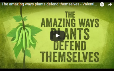 The amazing ways plants defend themselves – Valentin Hammoudi