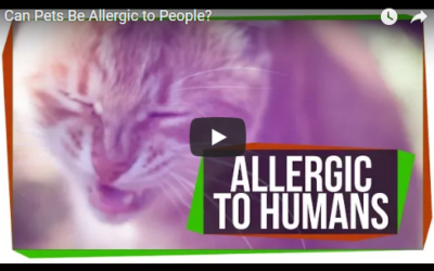 Can Pets Be Allergic to People?