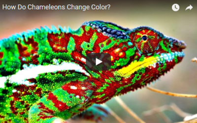 How Do Chameleons Change Color?