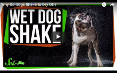 Why Do Dogs Shake to Dry Off?