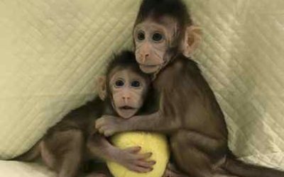 Scientists clone monkey for first time, moving closer to prospect of human cloning – Globe and Mail