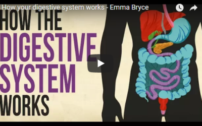 How your digestive system works TED-Ed
