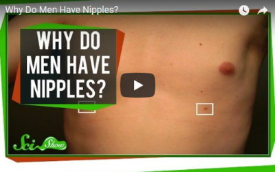 Why Do Men Have Nipples?