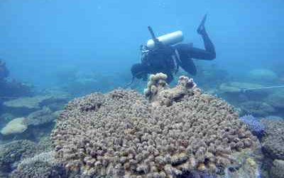 Coral reefs around globe being pummelled by climate change: study – Globe and Mail